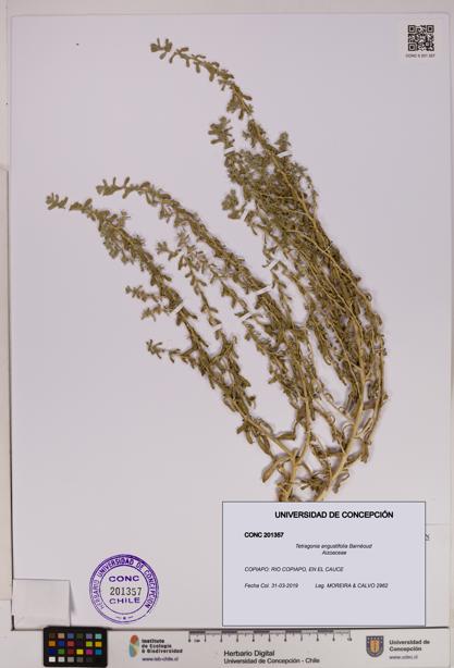 Tetragonia angustifolia [Espécimen: UDEC:CONC:0201357]