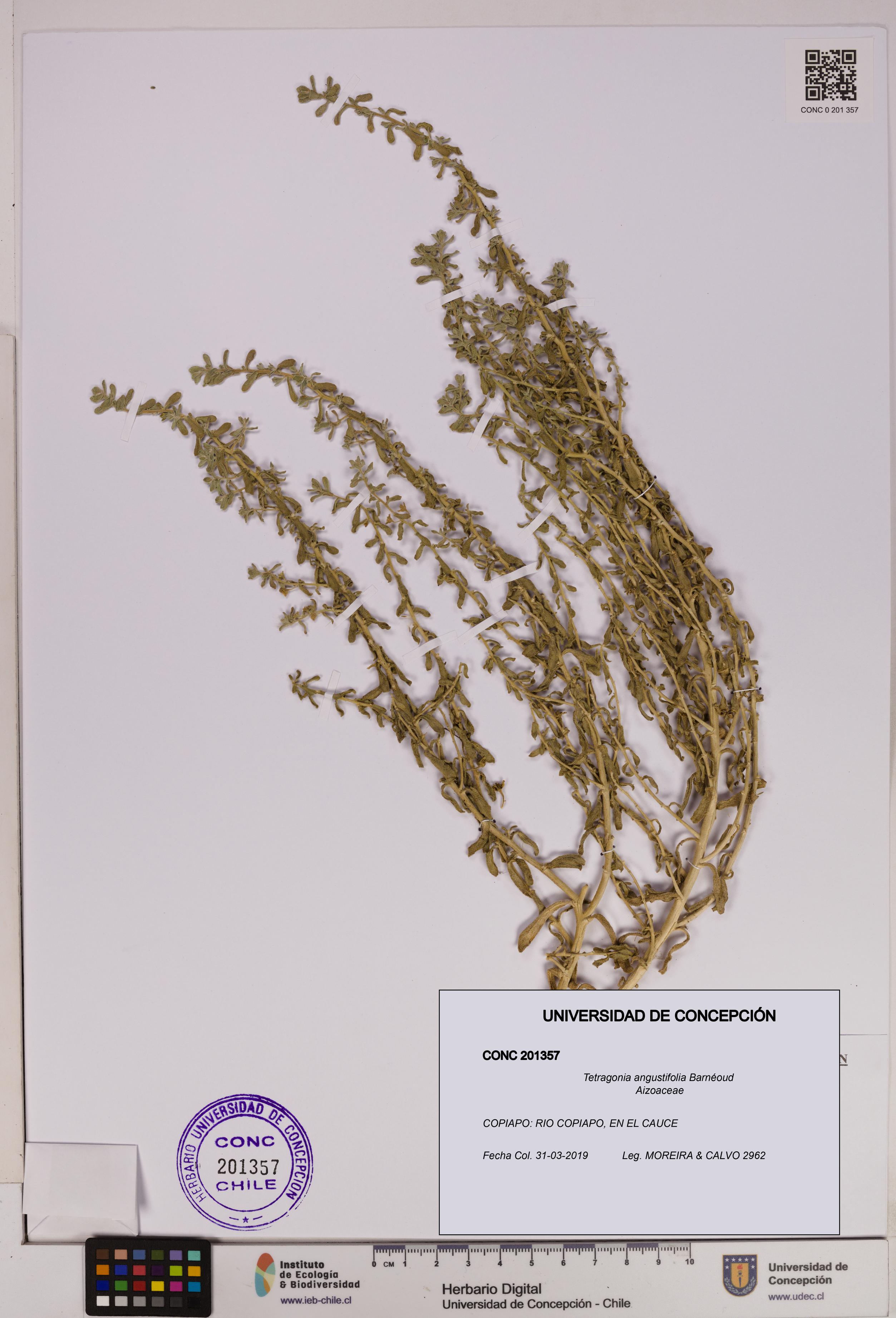 Tetragonia angustifolia [Espécimen: UDEC:CONC:0201357]