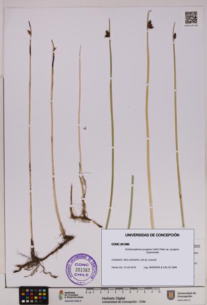 Schoenoplectus pungens var. pungens [Espécimen: UDEC:CONC:0201360]