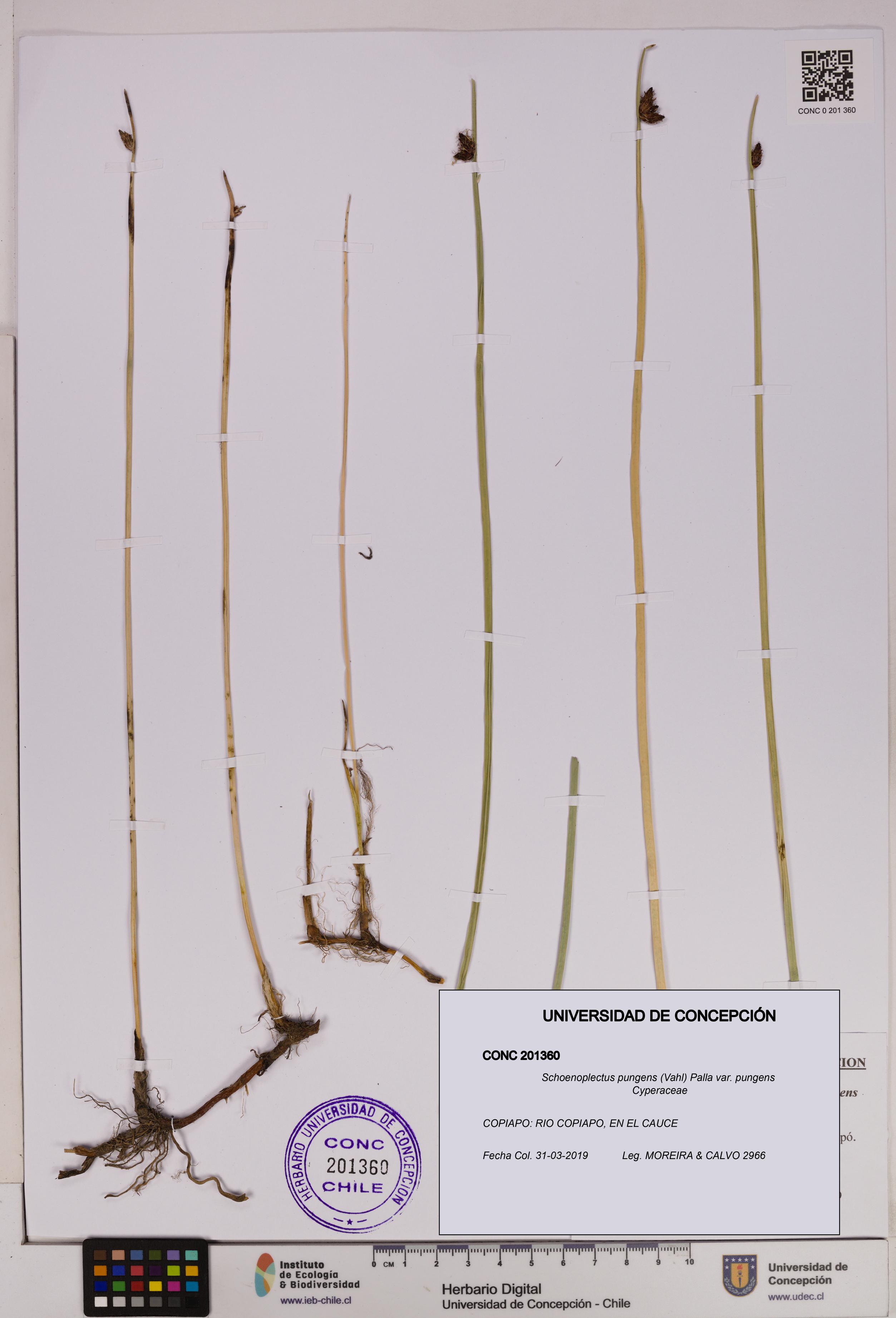 Schoenoplectus pungens var. pungens [Espécimen: UDEC:CONC:0201360]