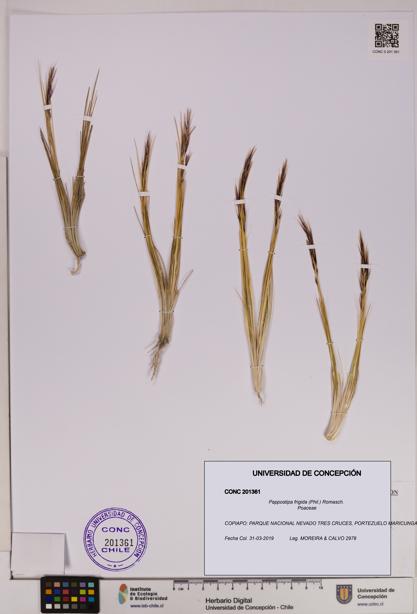 Pappostipa frigida [Espécimen: UDEC:CONC:0201361]
