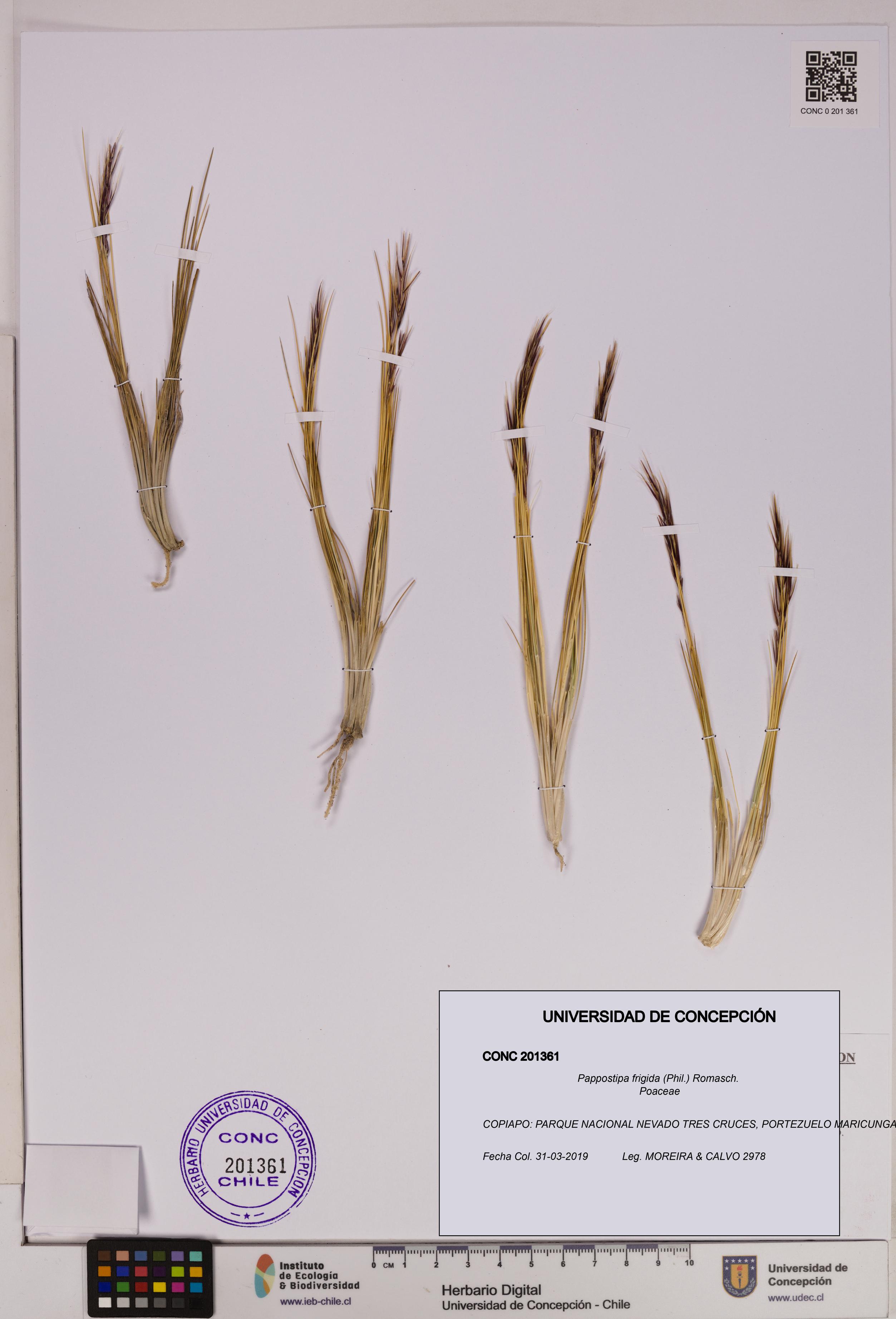 Pappostipa frigida [Espécimen: UDEC:CONC:0201361]