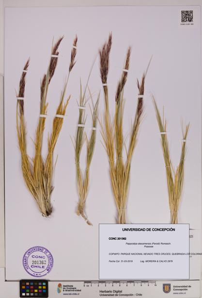 Pappostipa atacamensis [Espécimen: UDEC:CONC:0201362]