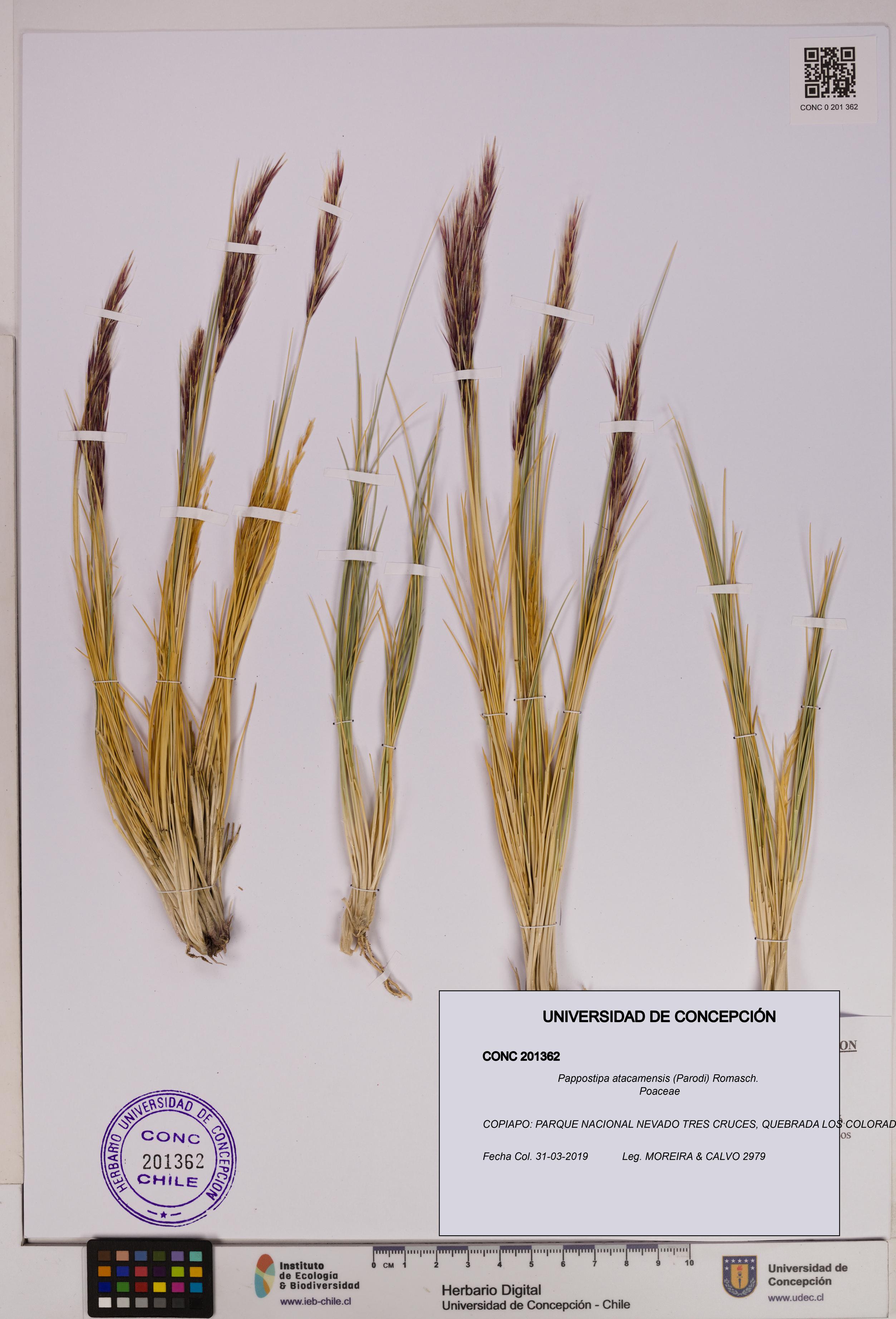 Pappostipa atacamensis [Espécimen: UDEC:CONC:0201362]