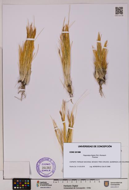 Pappostipa frigida [Espécimen: UDEC:CONC:0201366]