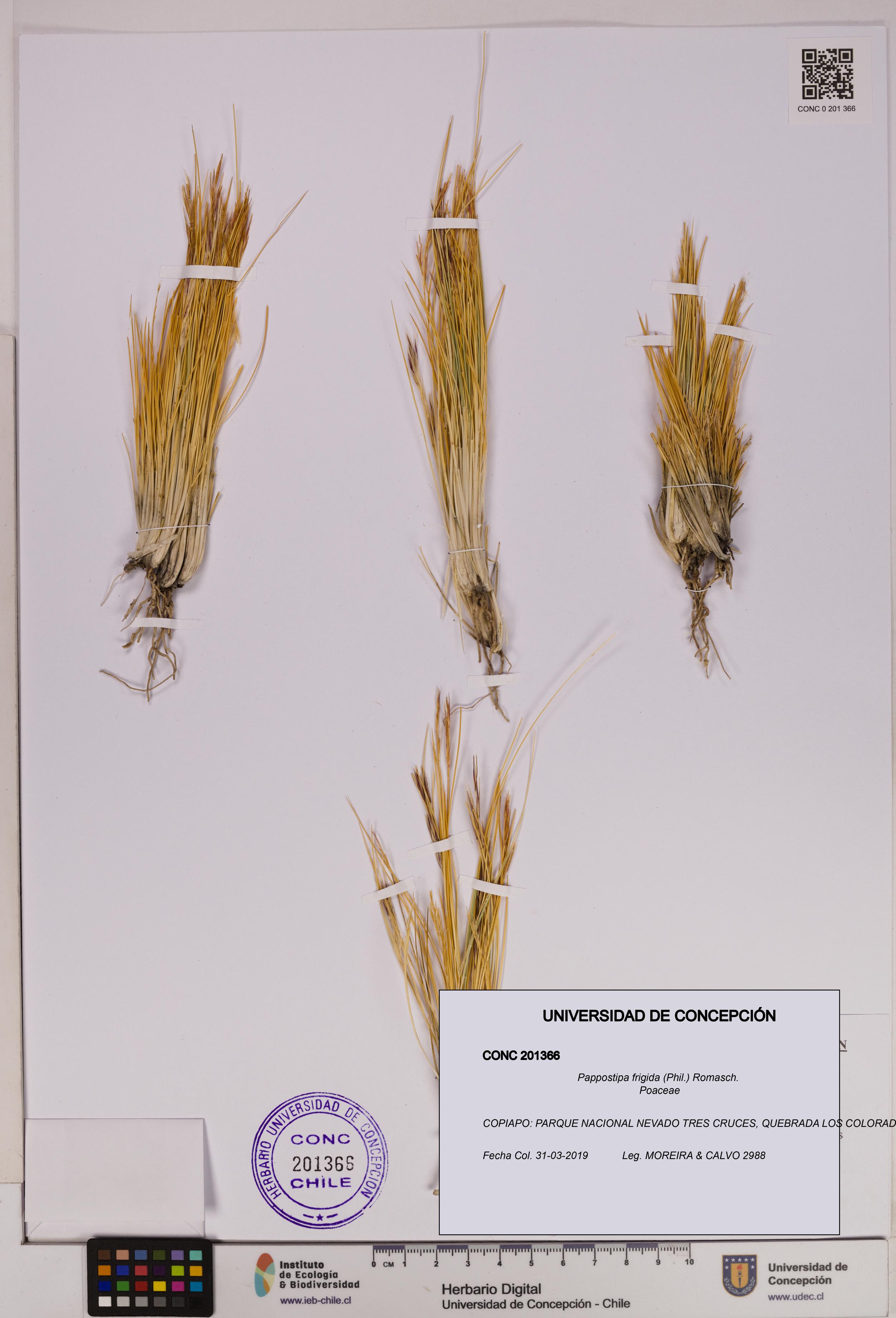 Pappostipa frigida [Espécimen: UDEC:CONC:0201366]