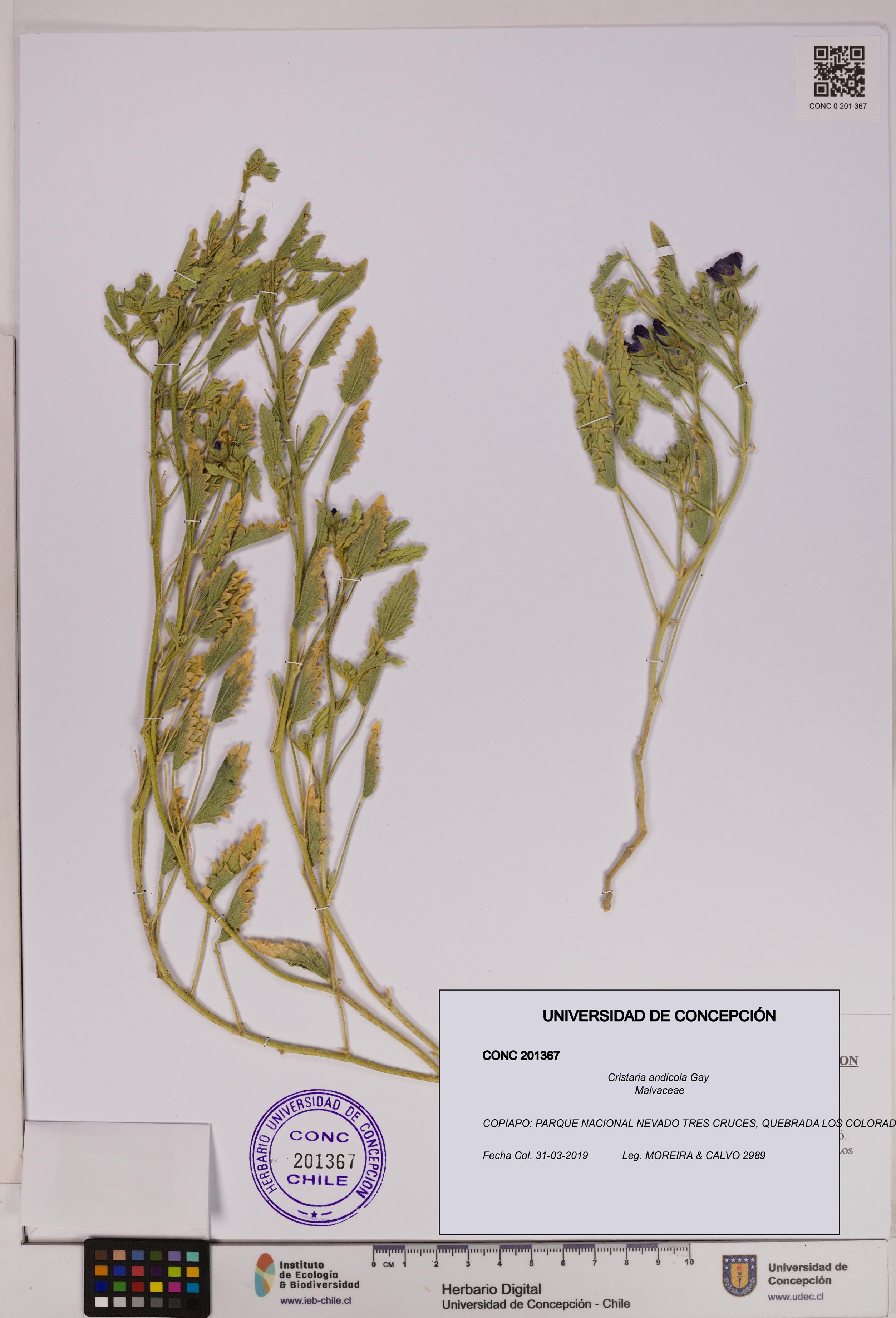 Cristaria andicola [Espécimen: UDEC:CONC:0201367]