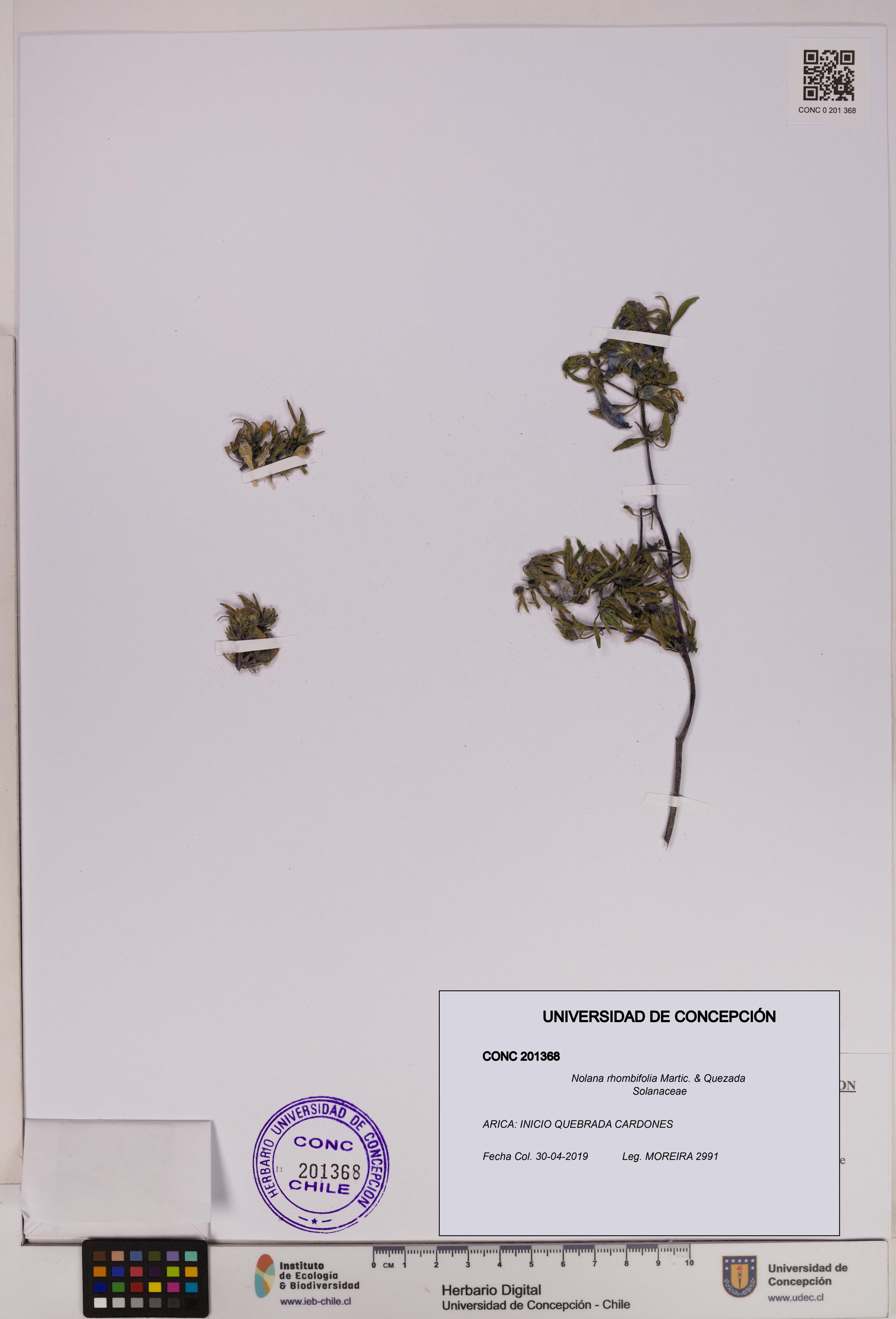Nolana rhombifolia [Espécimen: UDEC:CONC:0201368]