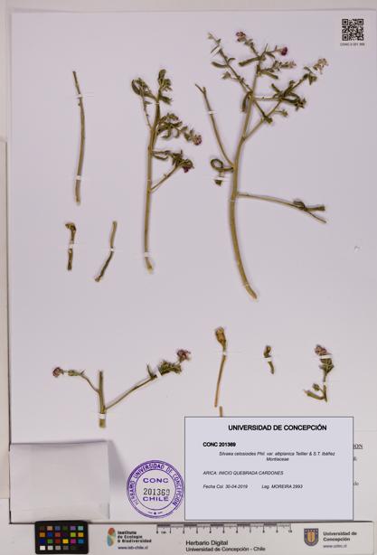 Silvaea celosioides var. altiplanica [Espécimen: UDEC:CONC:0201369]