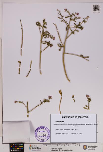 Philippiamra celosioides var. altiplanica [Espécimen: ]