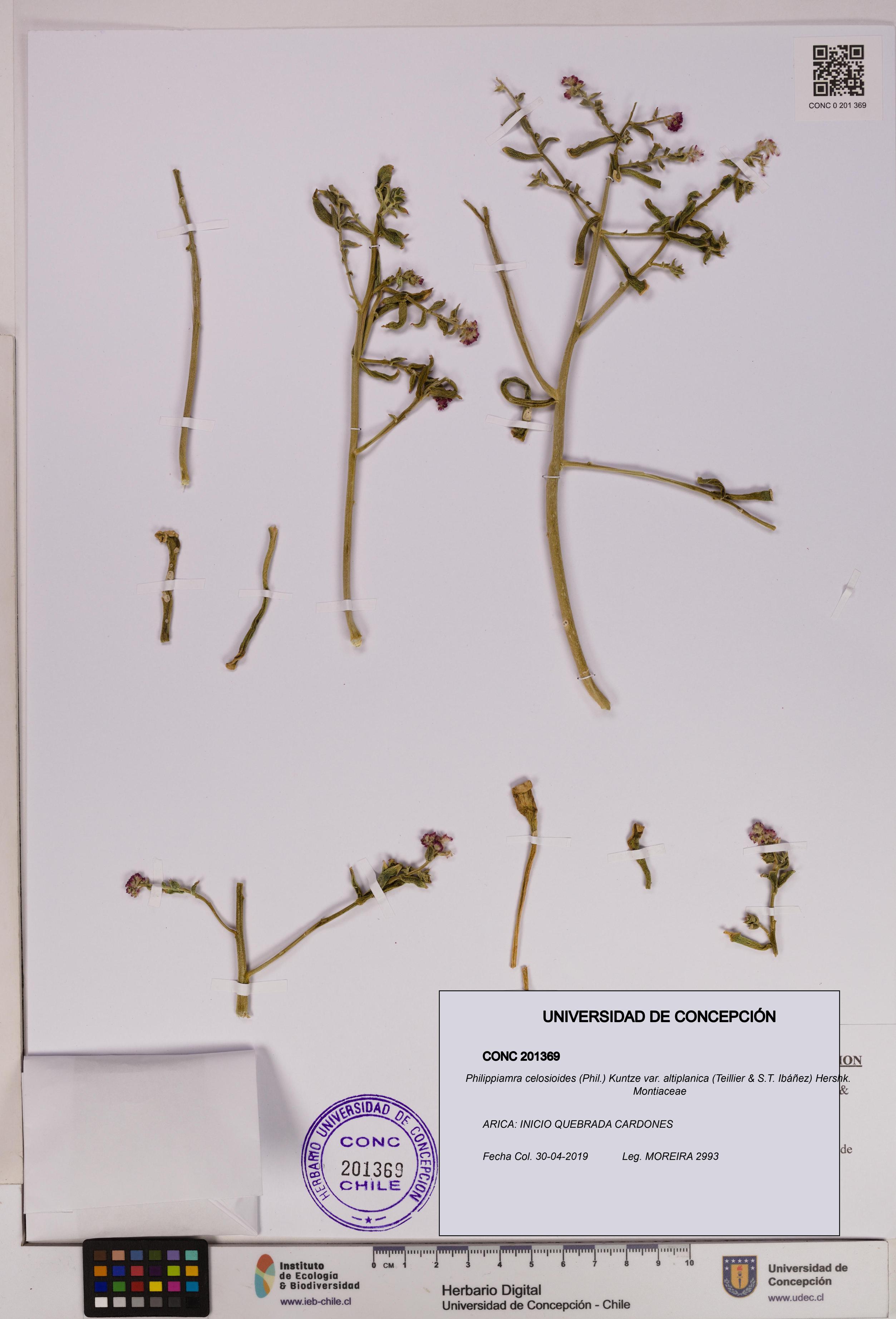 Philippiamra celosioides var. altiplanica [Espécimen: ]