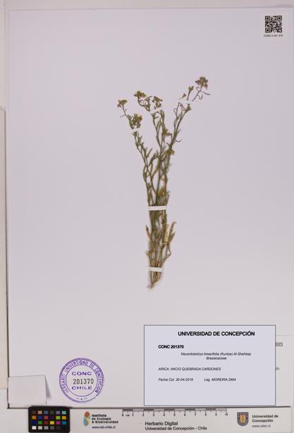Neuontobotrys linearifolia [Espécimen: UDEC:CONC:0201370]