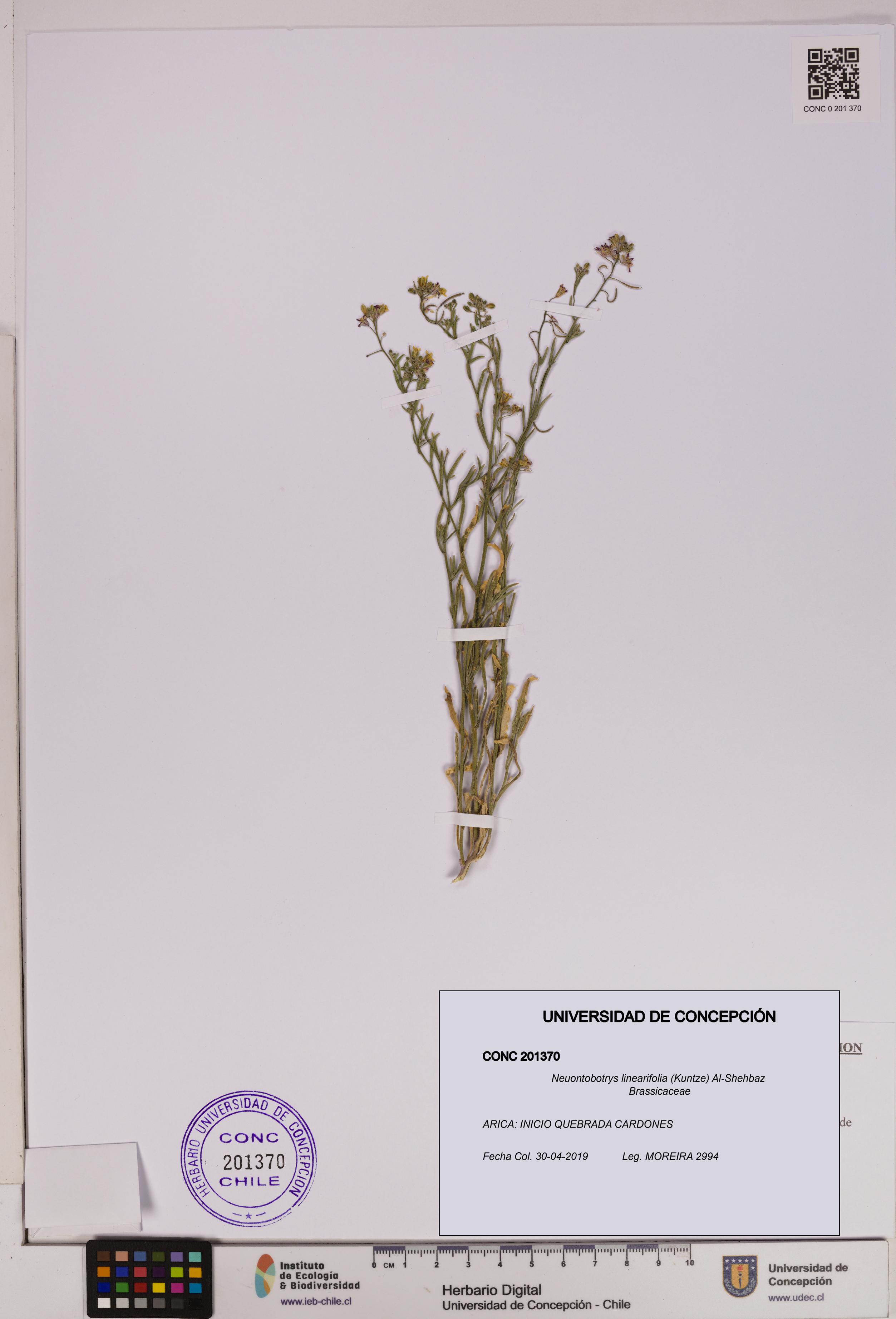 Neuontobotrys linearifolia [Espécimen: UDEC:CONC:0201370]