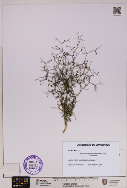 Reyesia juniperoides [Espécimen: UDEC:CONC:0201372]