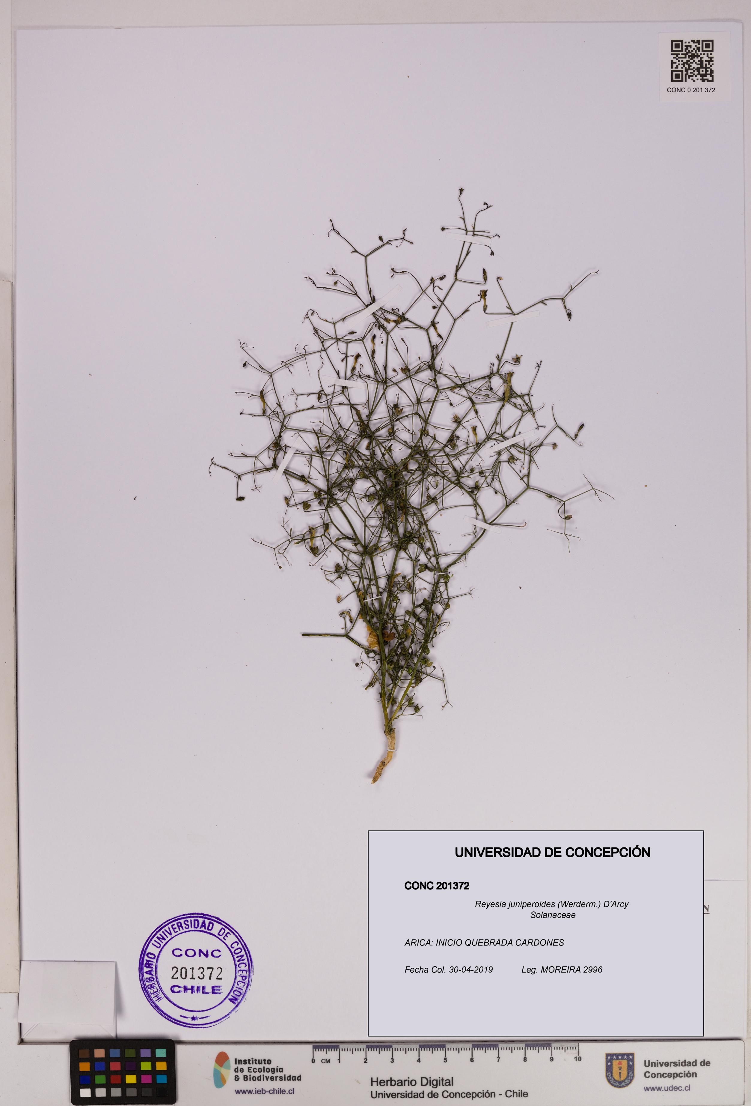 Reyesia juniperoides [Espécimen: UDEC:CONC:0201372]