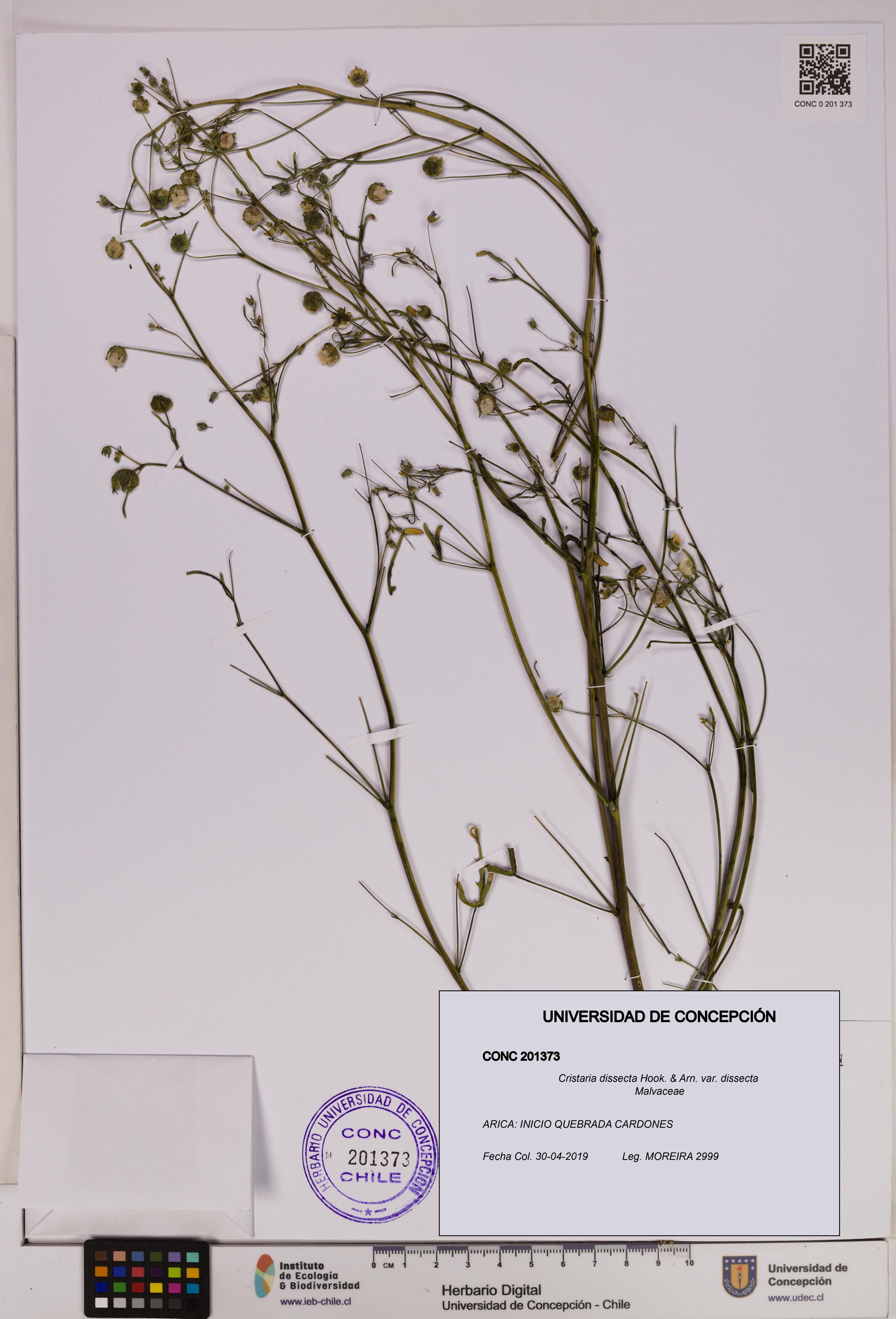 Cristaria dissecta var. dissecta [Espécimen: UDEC:CONC:0201373]