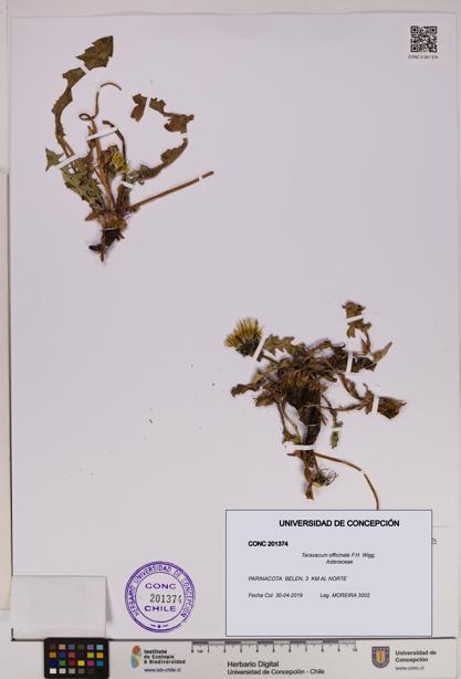Taraxacum officinale [Espécimen: UDEC:CONC:0201374]