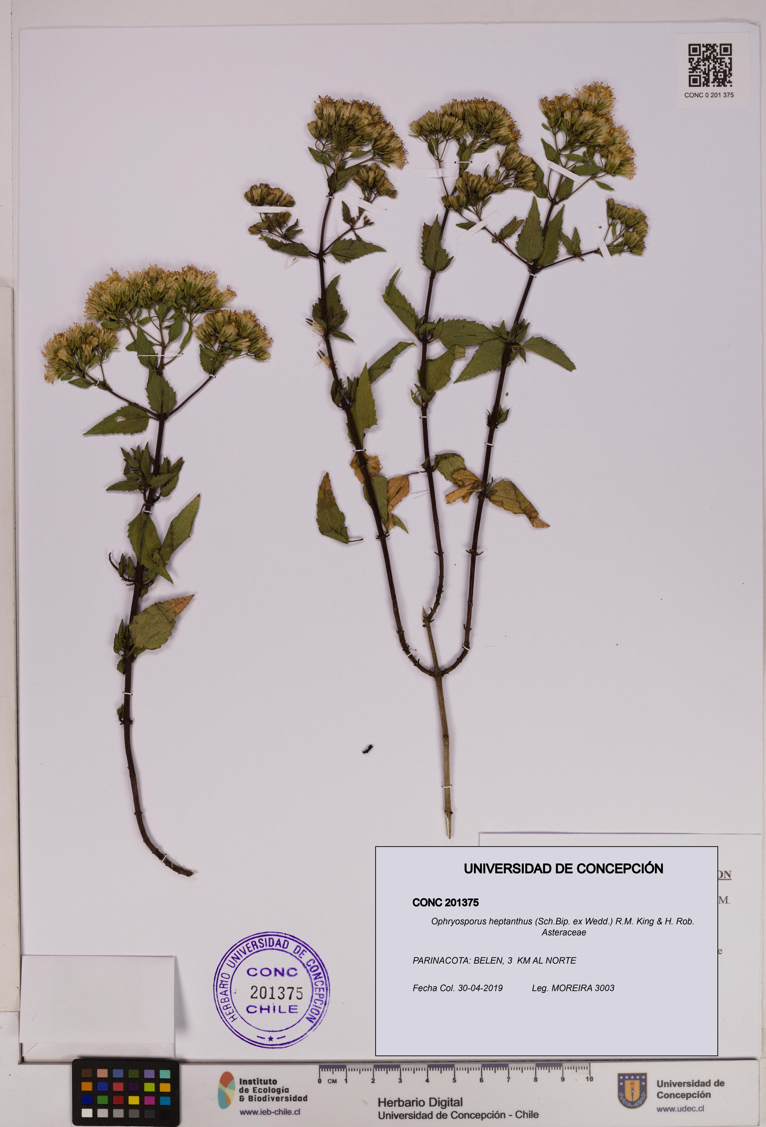 Ophryosporus heptanthus [Espécimen: UDEC:CONC:0201375]