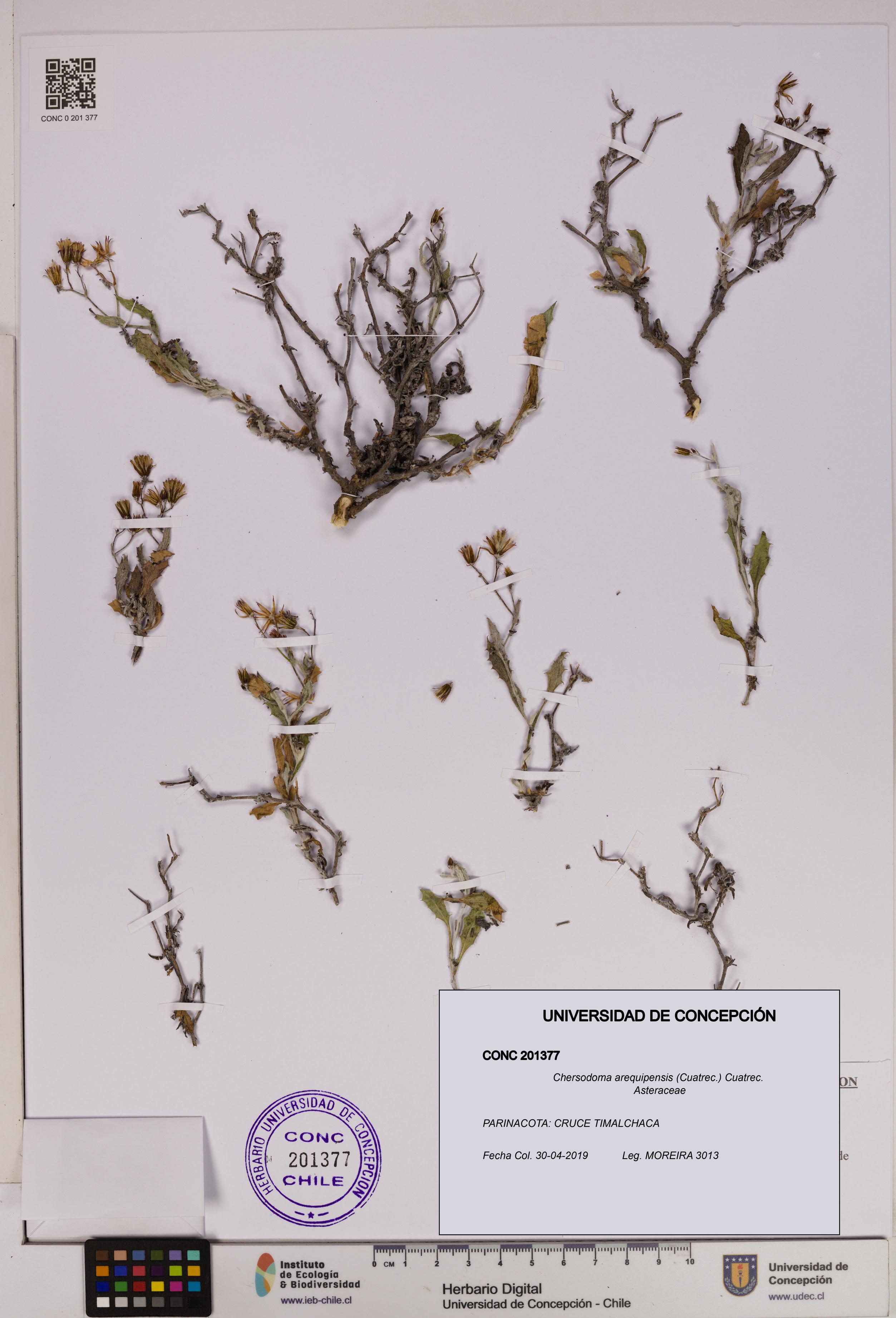 Chersodoma arequipensis [Espécimen: UDEC:CONC:0201377]