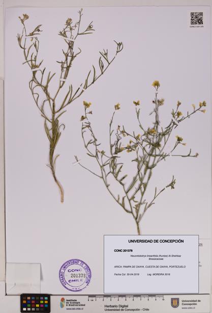 Neuontobotrys linearifolia [Espécimen: UDEC:CONC:0201378]