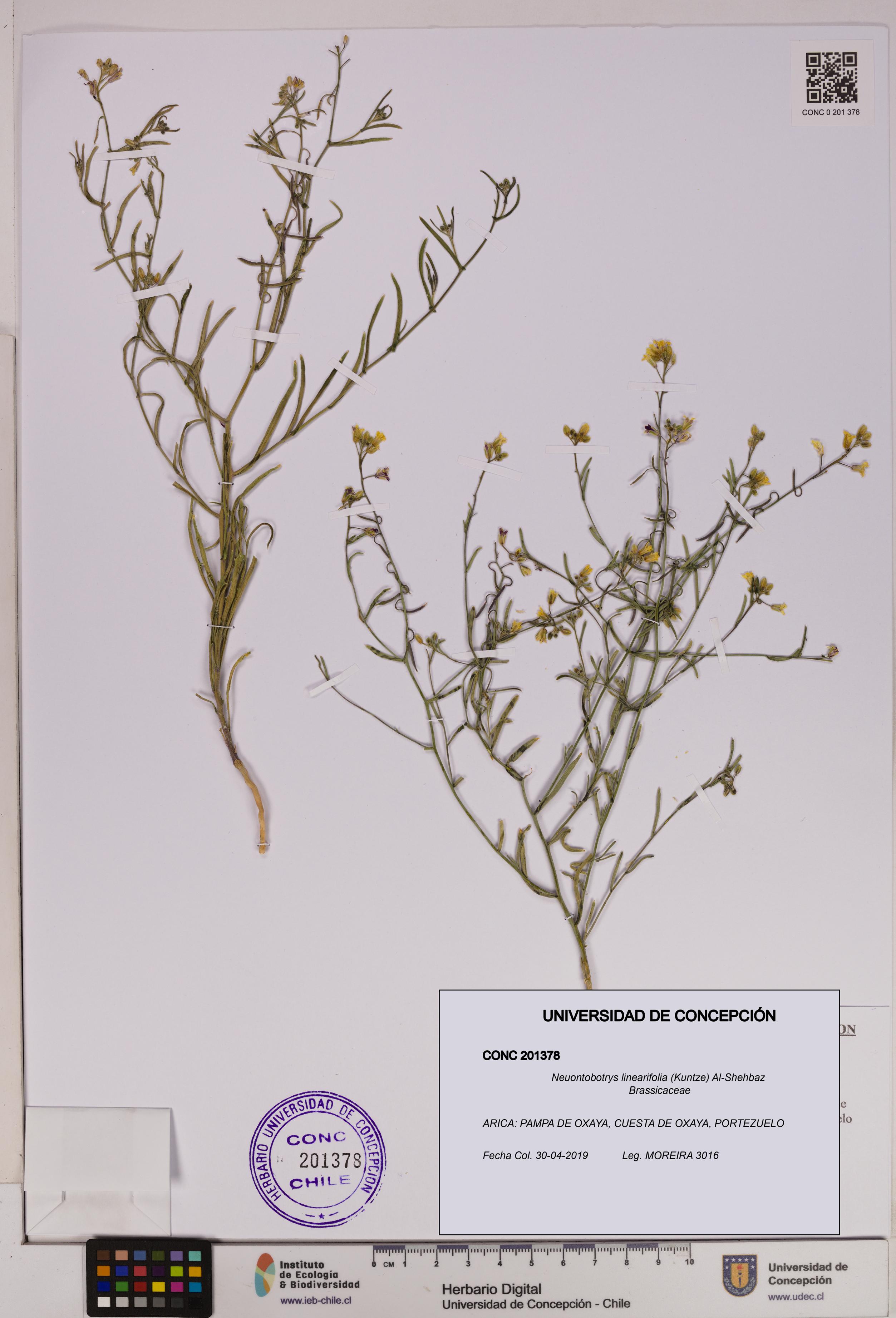 Neuontobotrys linearifolia [Espécimen: UDEC:CONC:0201378]