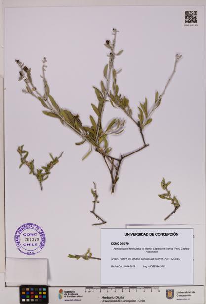 Aphyllocladus denticulatus var. calvus [Espécimen: UDEC:CONC:0201379]