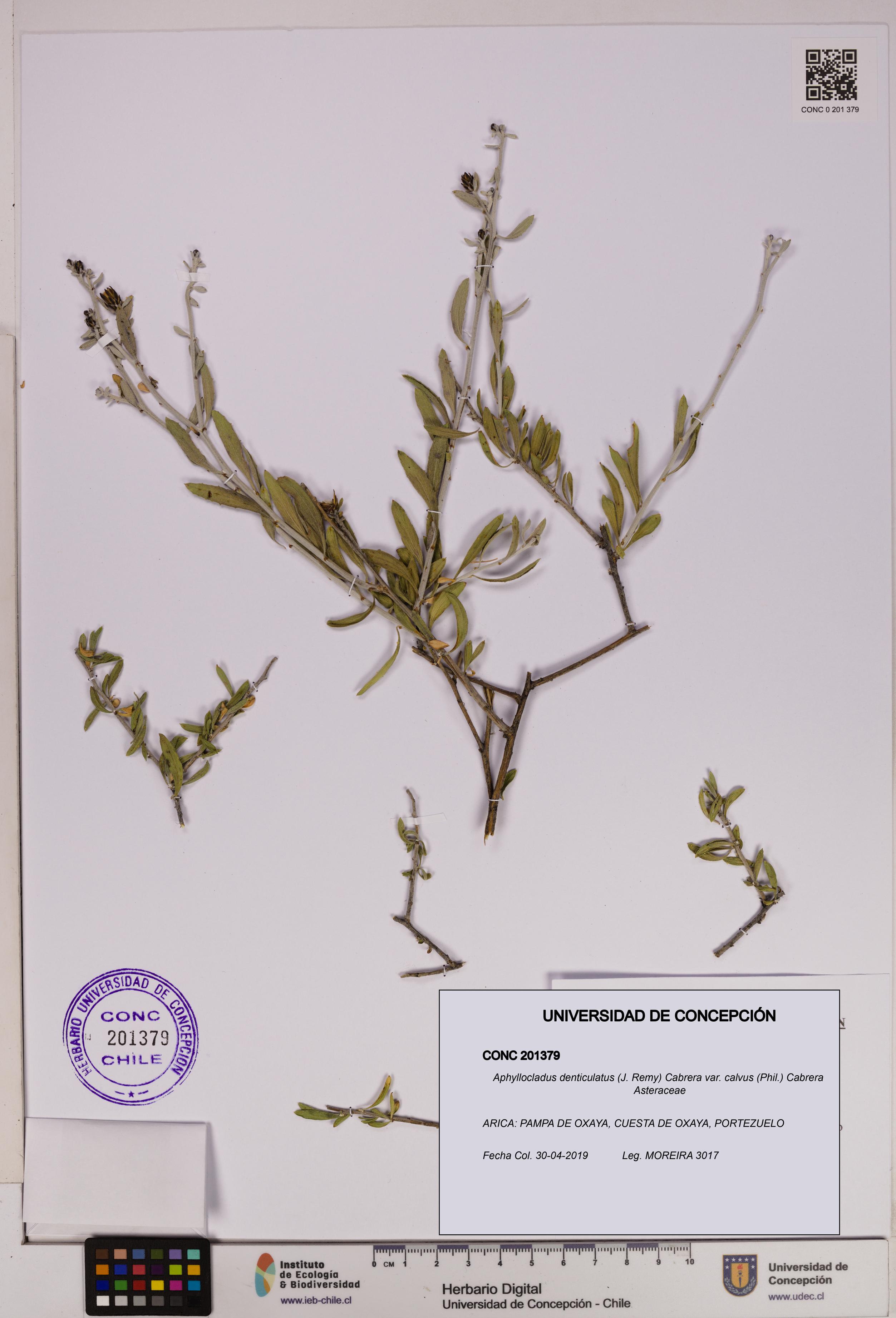 Aphyllocladus denticulatus var. calvus [Espécimen: UDEC:CONC:0201379]