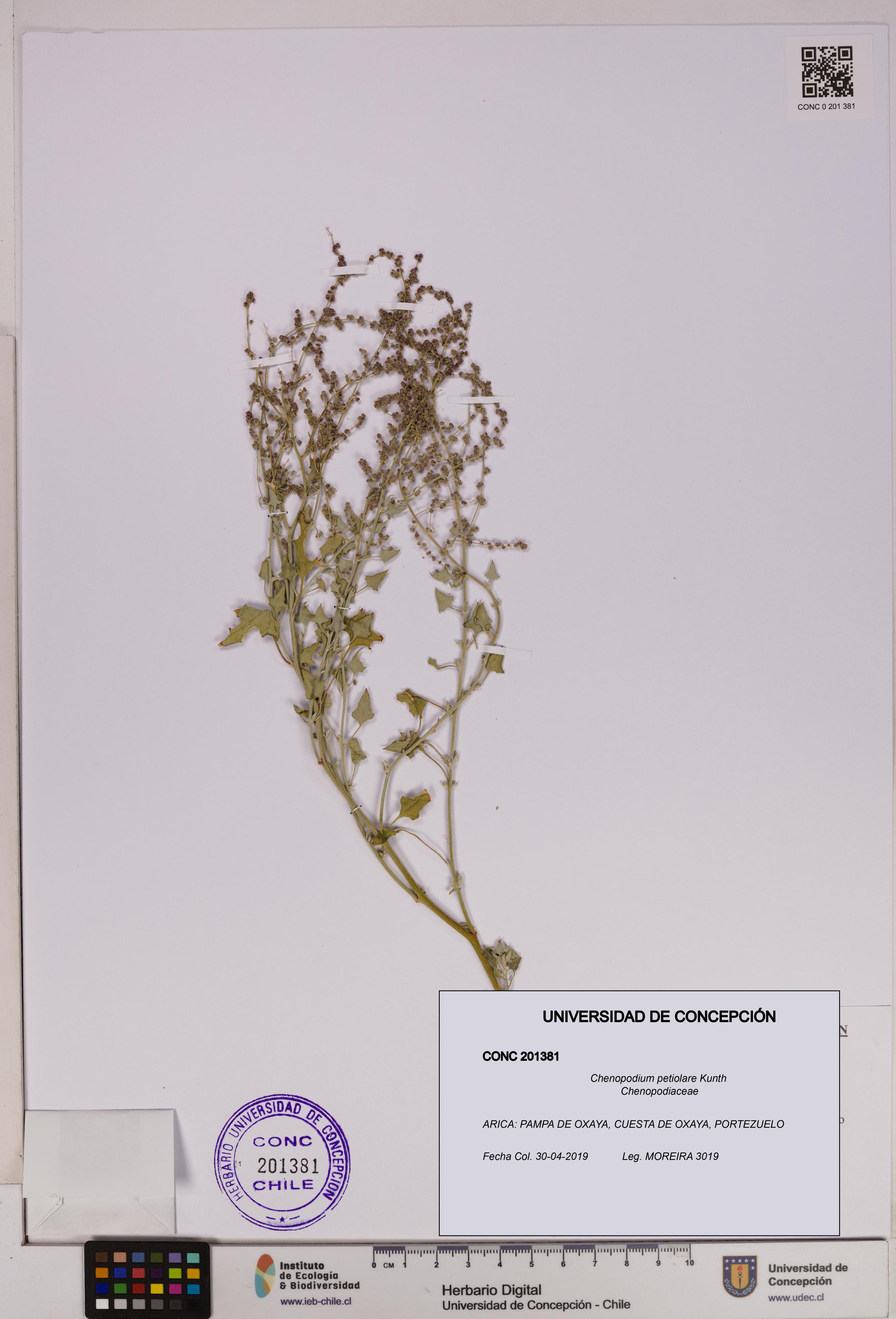 Chenopodium petiolare [Espécimen: UDEC:CONC:0201381]