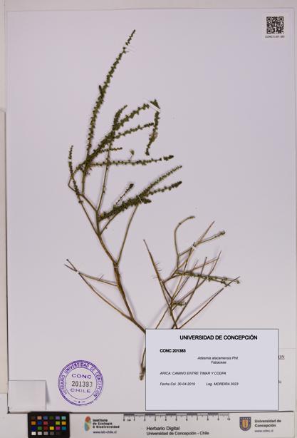 Adesmia atacamensis [Espécimen: UDEC:CONC:0201383]