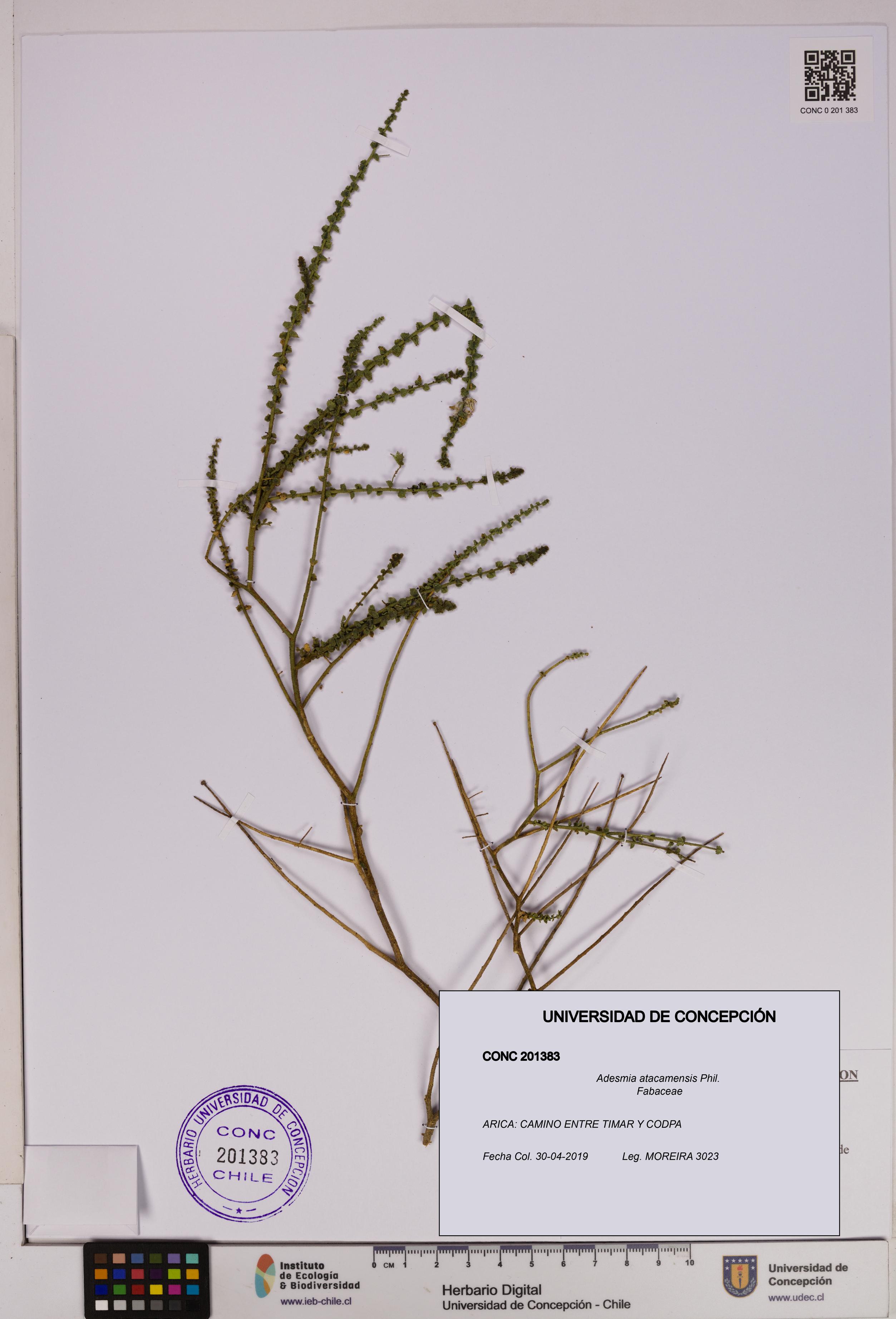Adesmia atacamensis [Espécimen: UDEC:CONC:0201383]