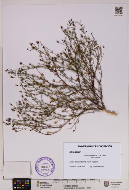 Dayia glutinosa [Espécimen: UDEC:CONC:0201387]