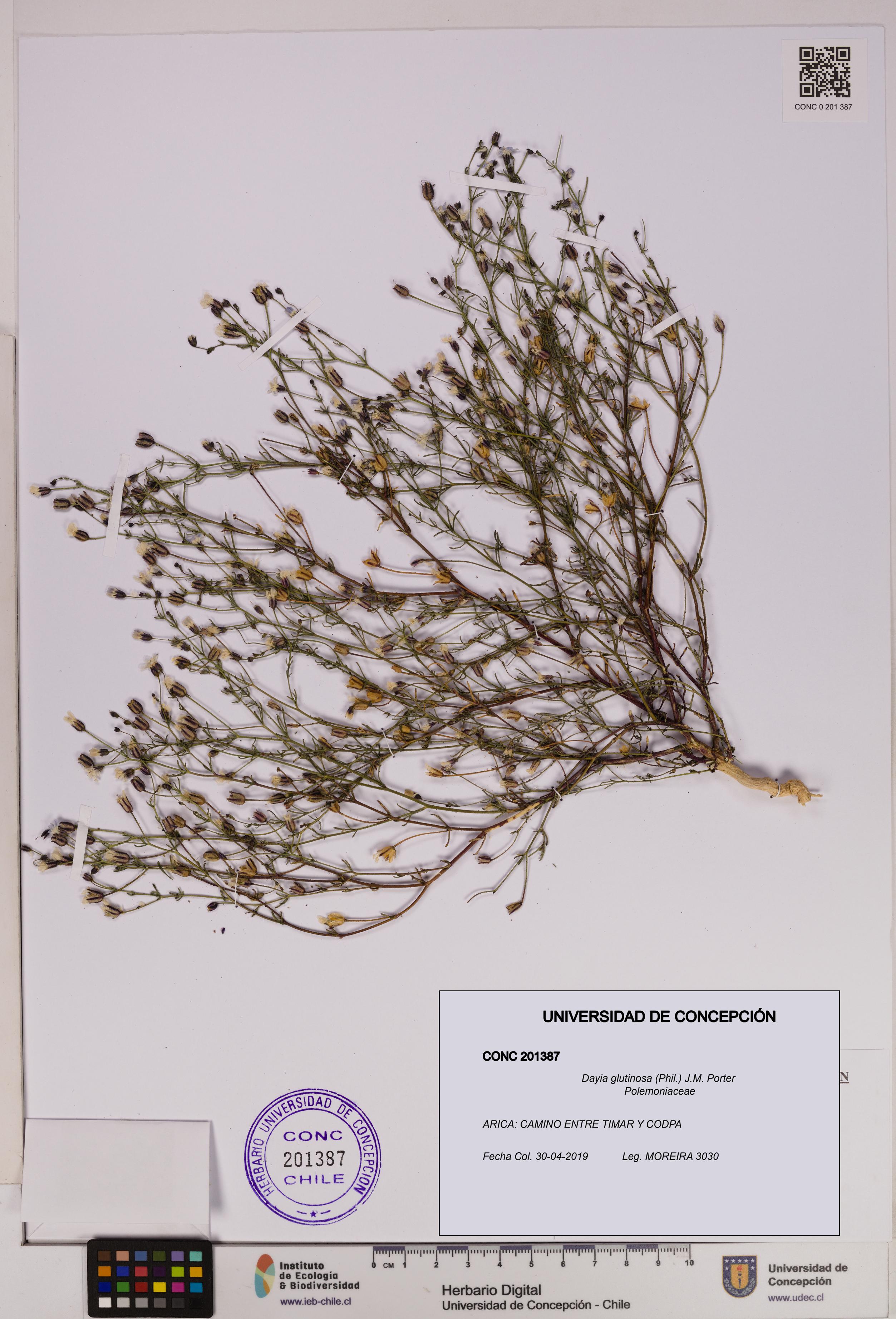 Dayia glutinosa [Espécimen: UDEC:CONC:0201387]