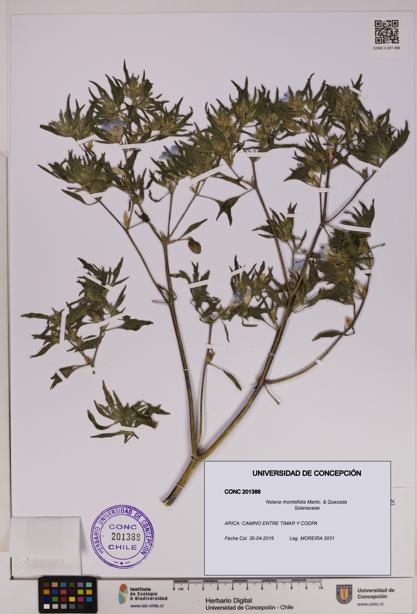 Nolana rhombifolia [Espécimen: UDEC:CONC:0201388]