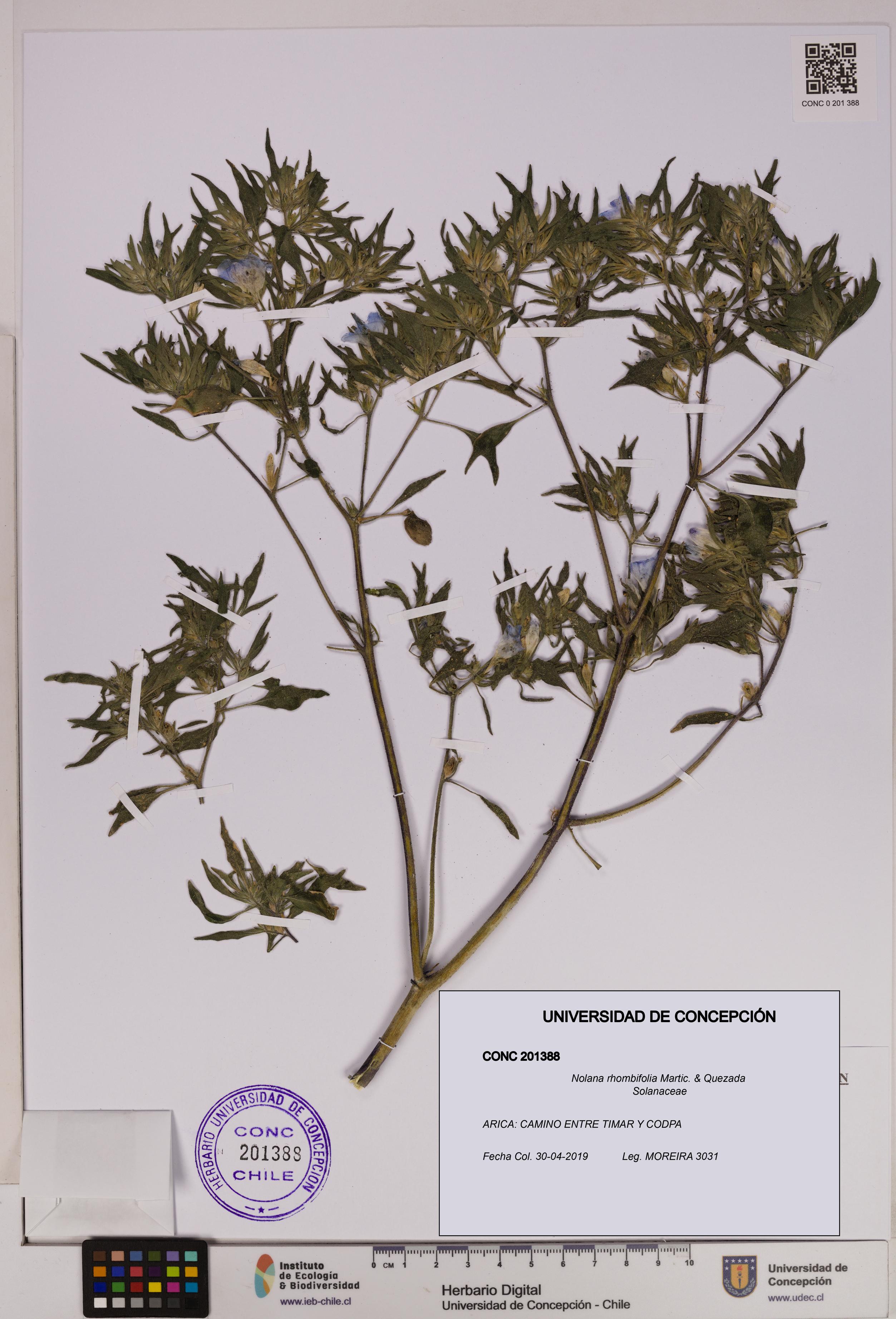 Nolana rhombifolia [Espécimen: UDEC:CONC:0201388]