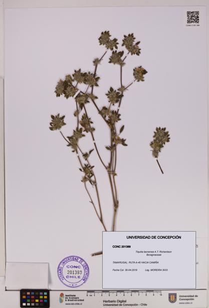 Tiquilia tacnensis [Espécimen: UDEC:CONC:0201389]