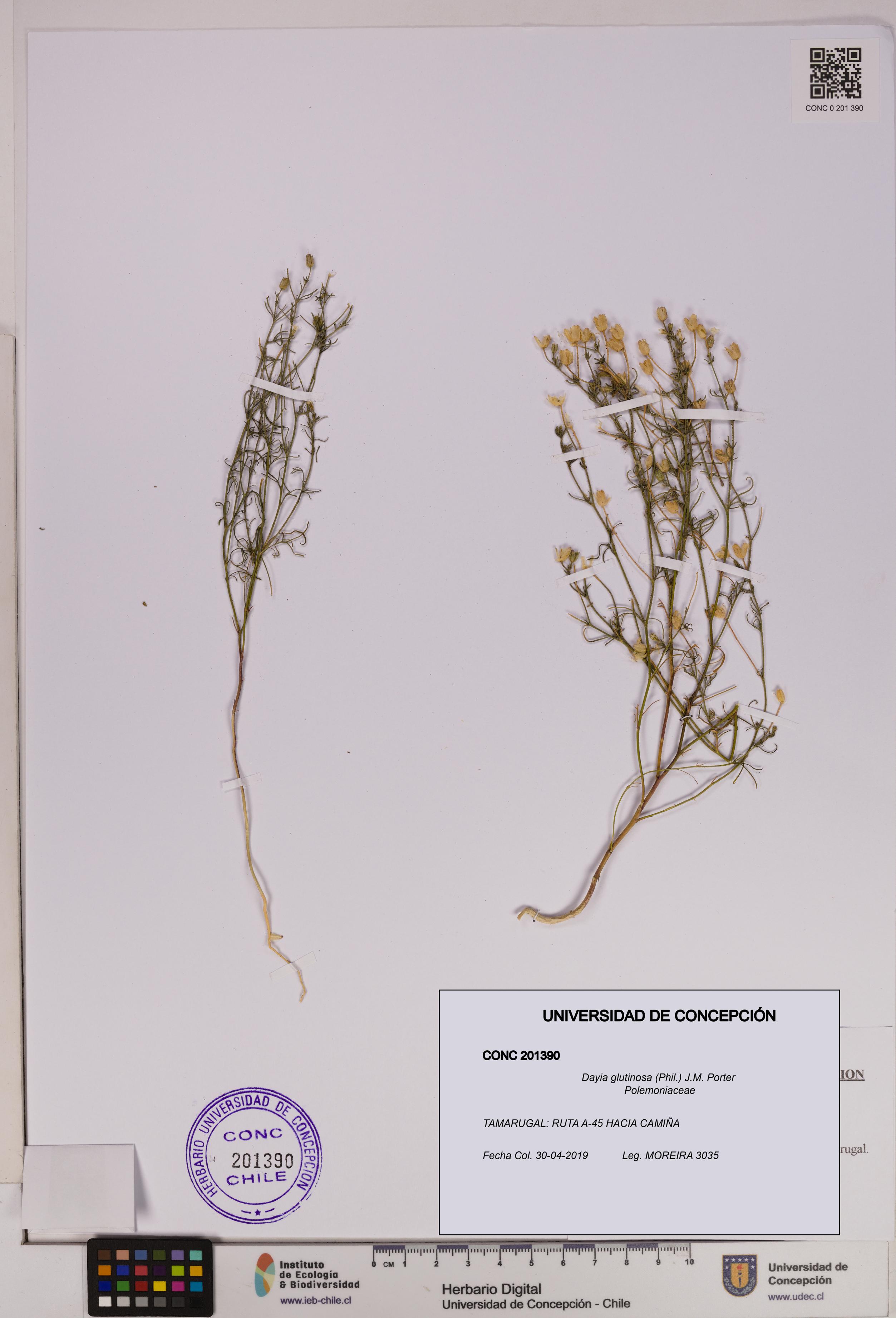 Dayia glutinosa [Espécimen: UDEC:CONC:0201390]
