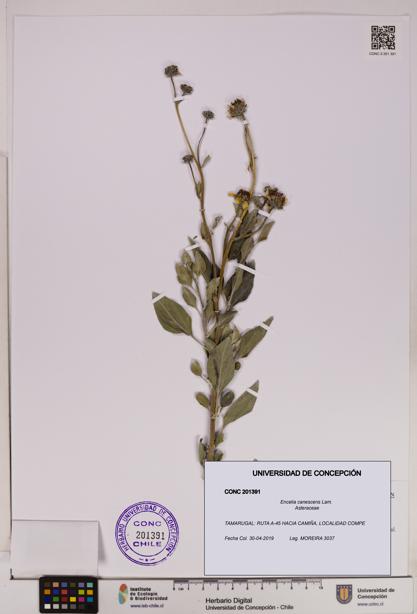 Encelia canescens [Espécimen: UDEC:CONC:0201391]