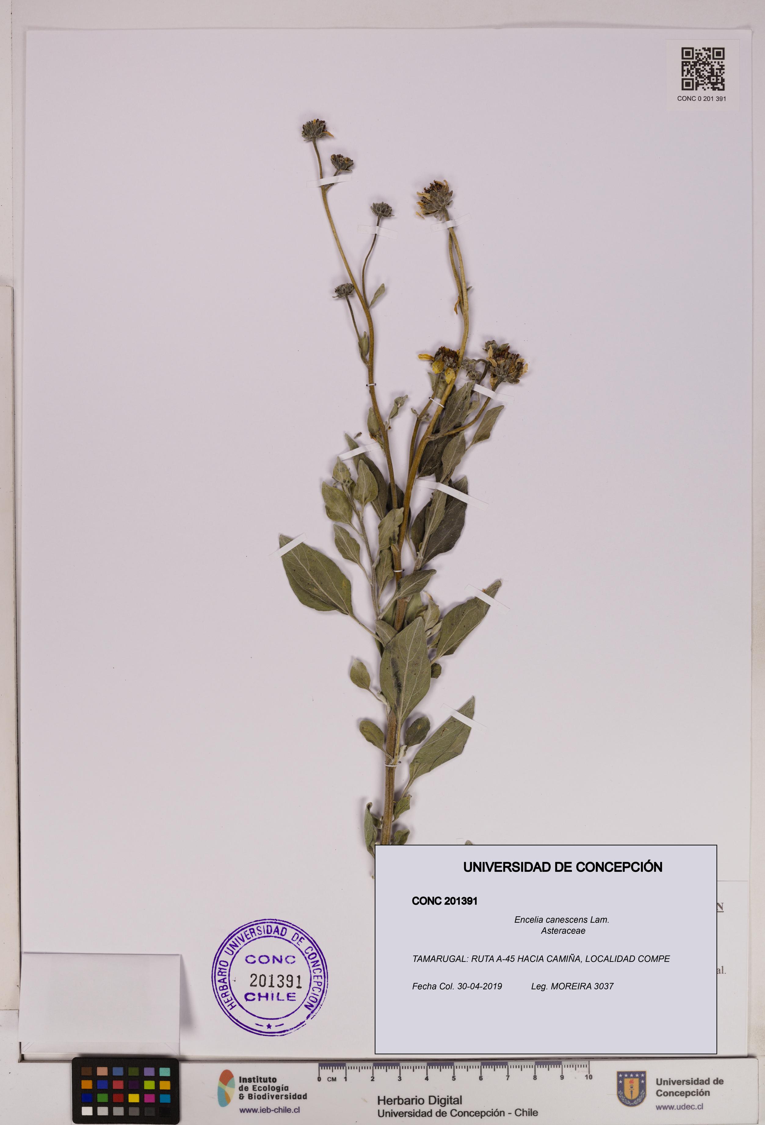Encelia canescens [Espécimen: UDEC:CONC:0201391]