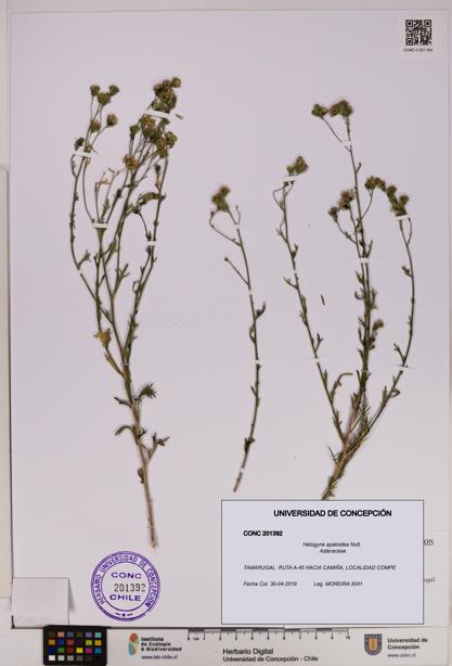 Helogyne apaloidea [Espécimen: UDEC:CONC:0201392]