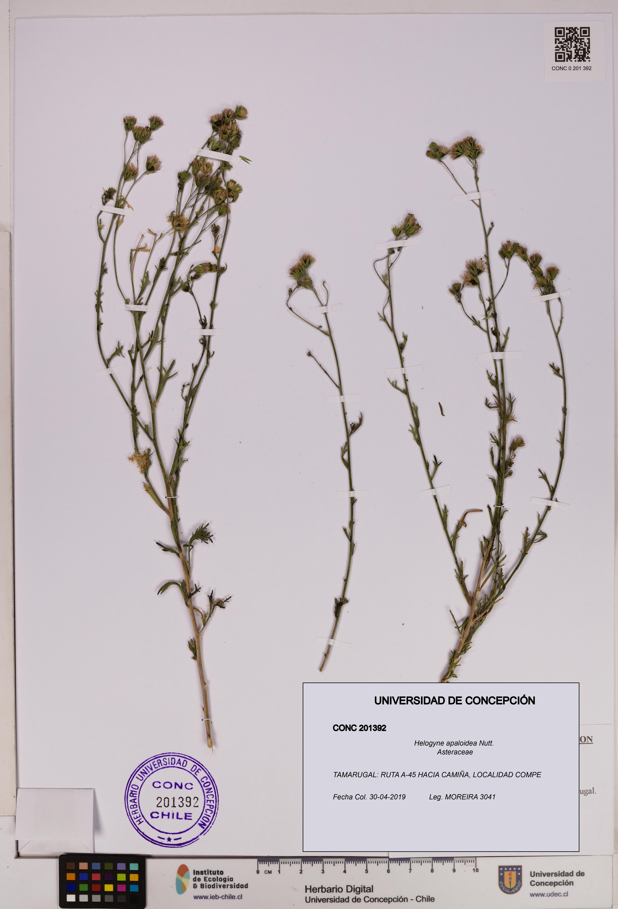 Helogyne apaloidea [Espécimen: UDEC:CONC:0201392]