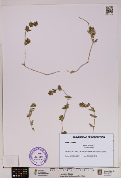 Allionia incarnata [Espécimen: UDEC:CONC:0201393]