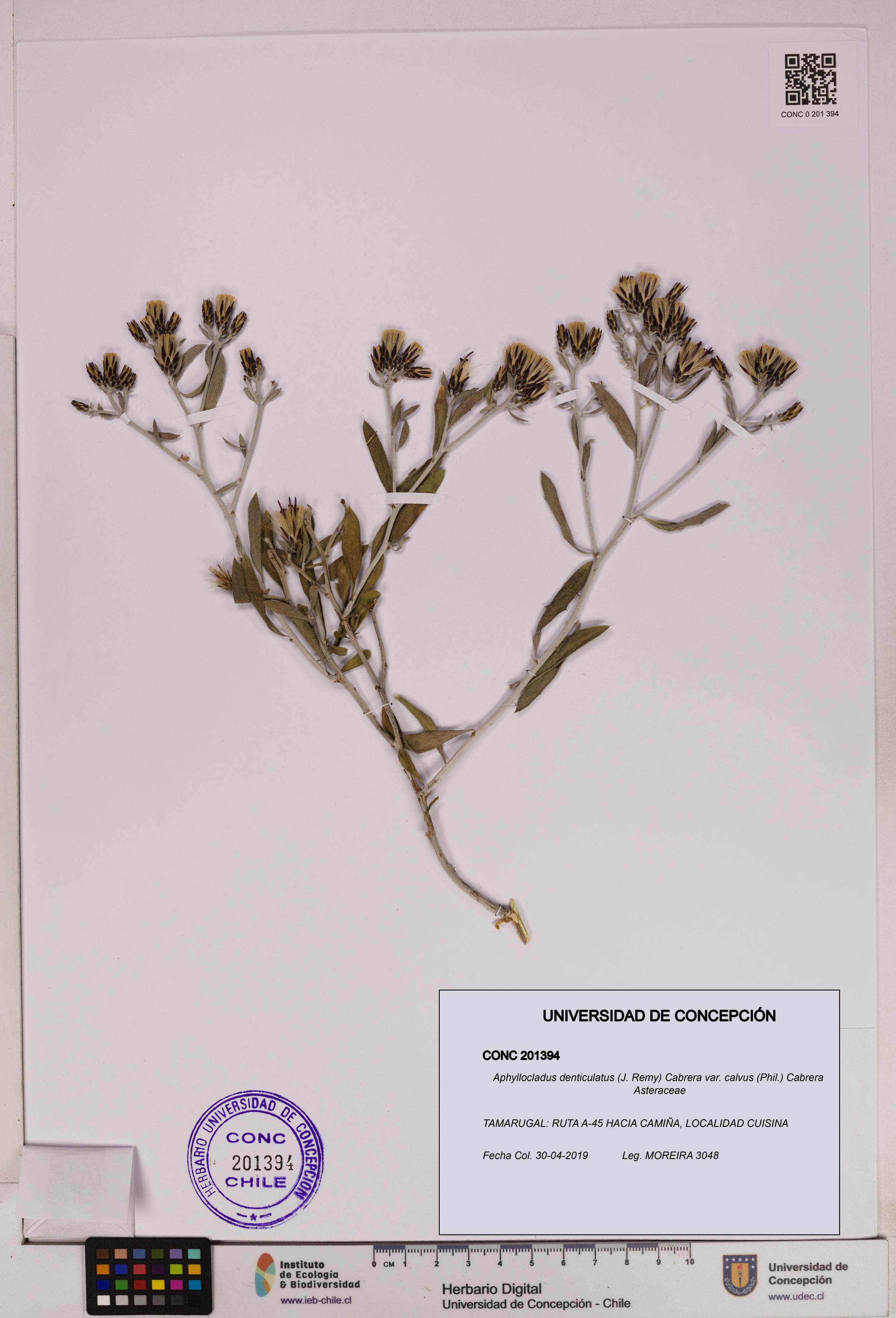 Aphyllocladus denticulatus var. calvus [Espécimen: UDEC:CONC:0201394]