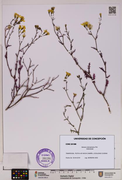 Senecio ctenophyllus [Espécimen: UDEC:CONC:0201396]
