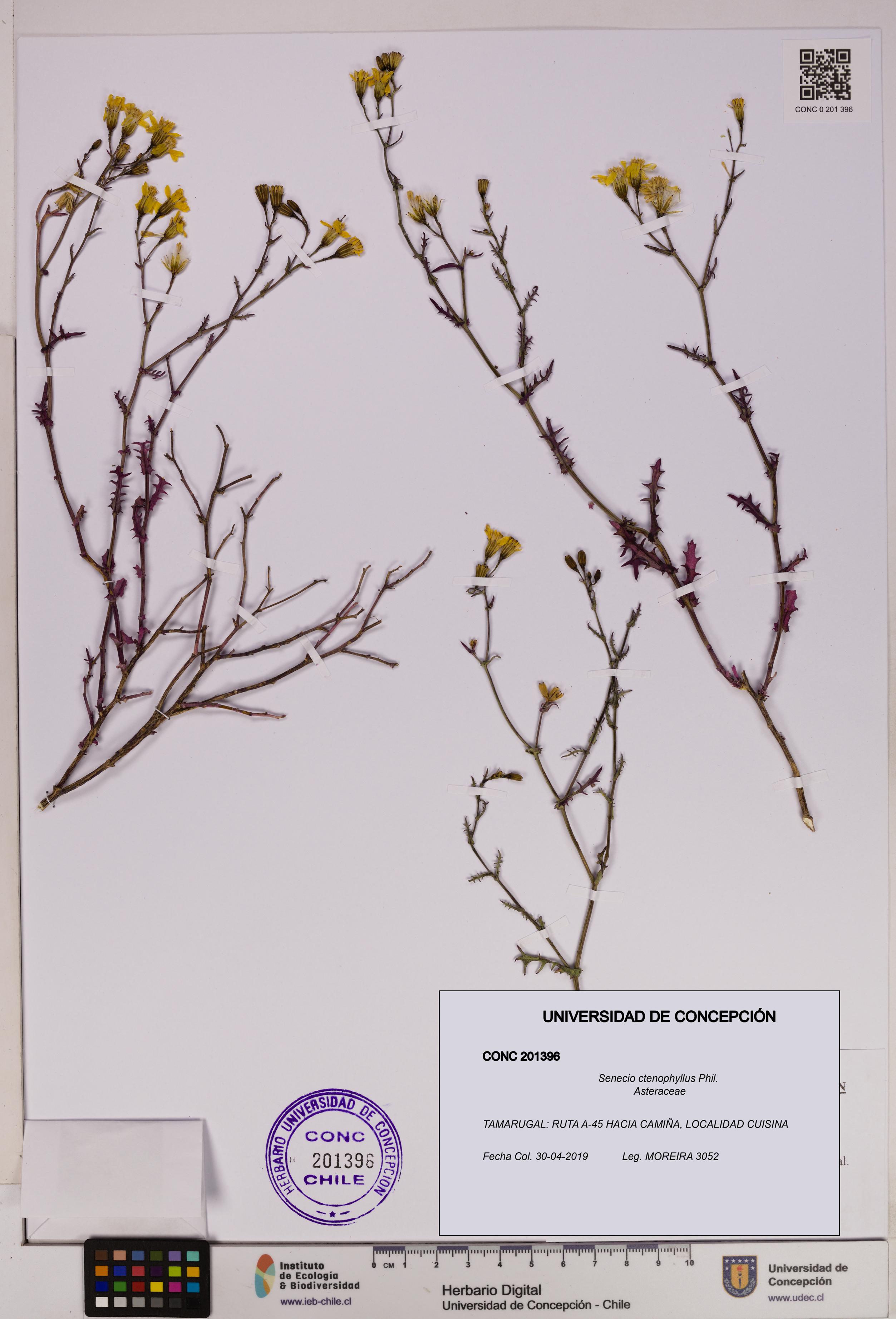 Senecio ctenophyllus [Espécimen: UDEC:CONC:0201396]