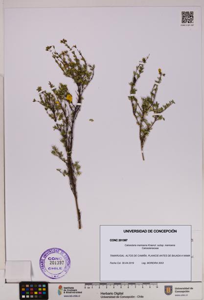 Calceolaria inamoena subsp. inamoena [Espécimen: UDEC:CONC:0201397]
