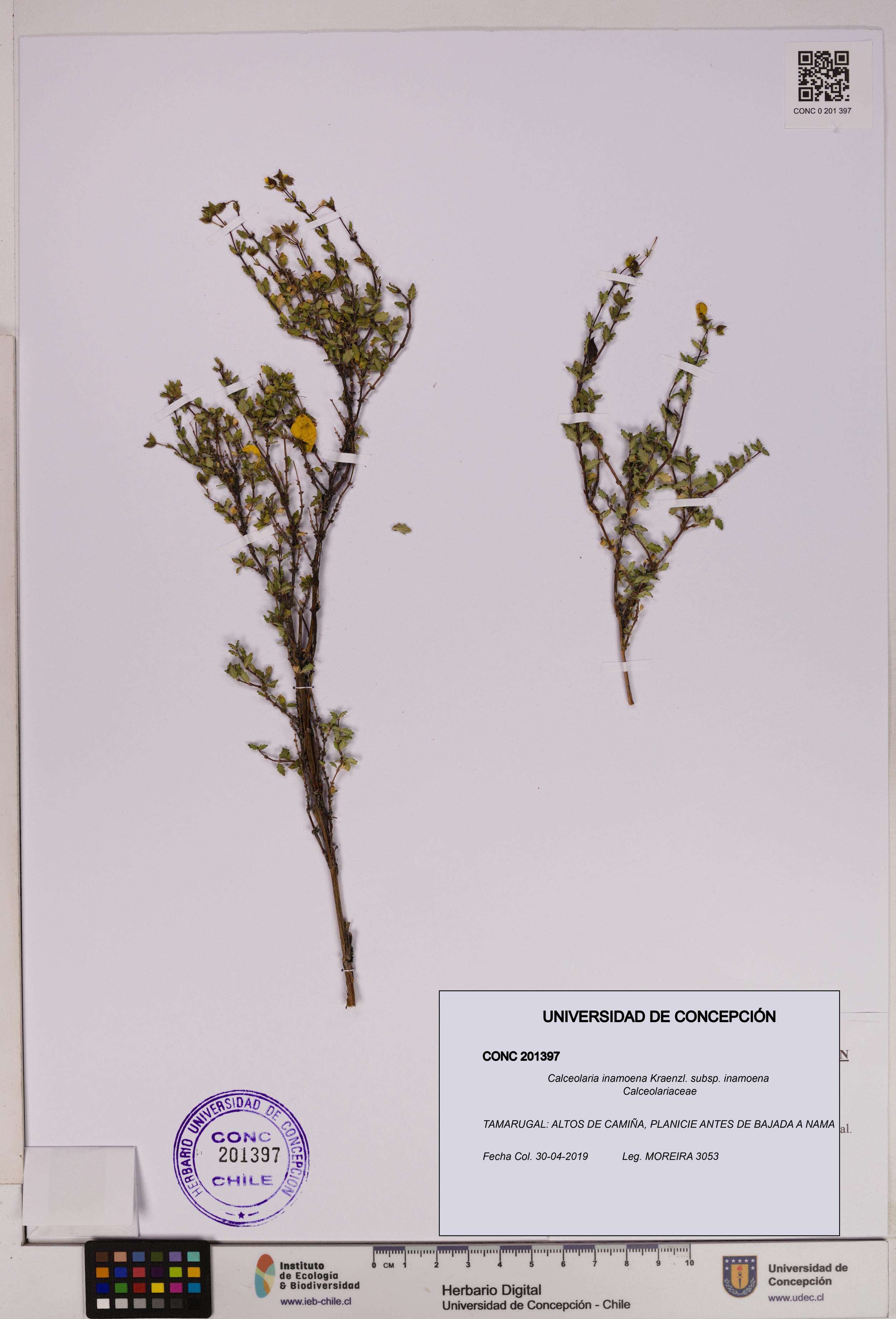 Calceolaria inamoena subsp. inamoena [Espécimen: UDEC:CONC:0201397]