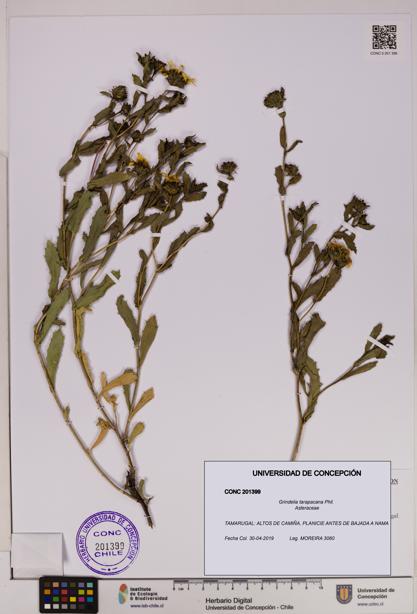 Grindelia tarapacana [Espécimen: UDEC:CONC:0201399]