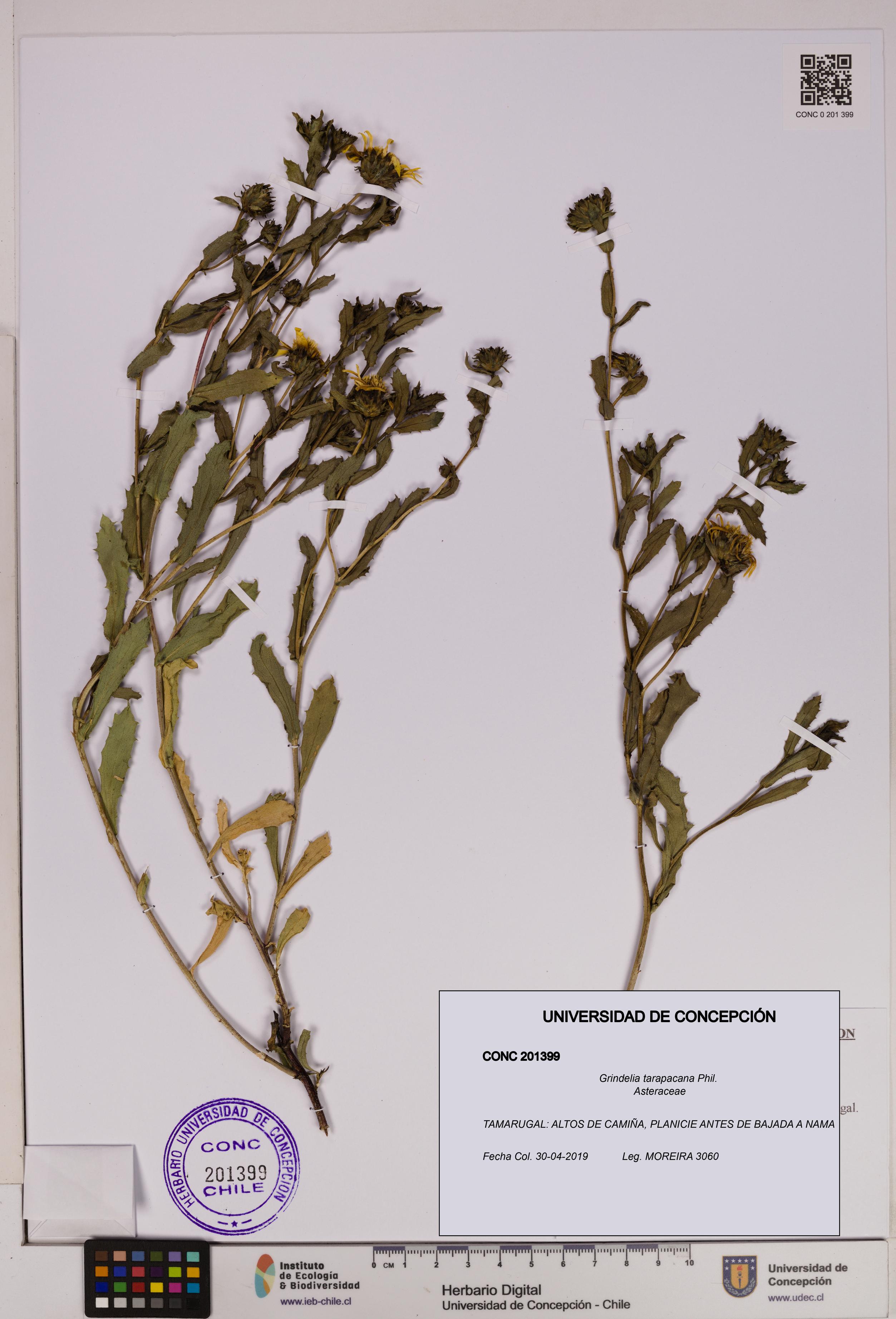 Grindelia tarapacana [Espécimen: UDEC:CONC:0201399]