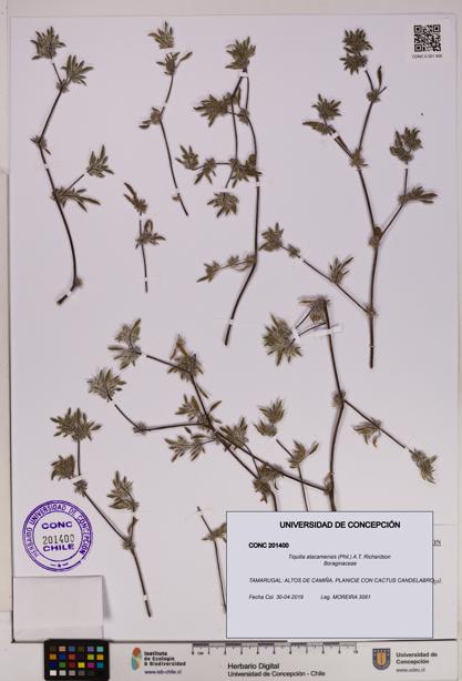 Tiquilia atacamensis [Espécimen: UDEC:CONC:0201400]