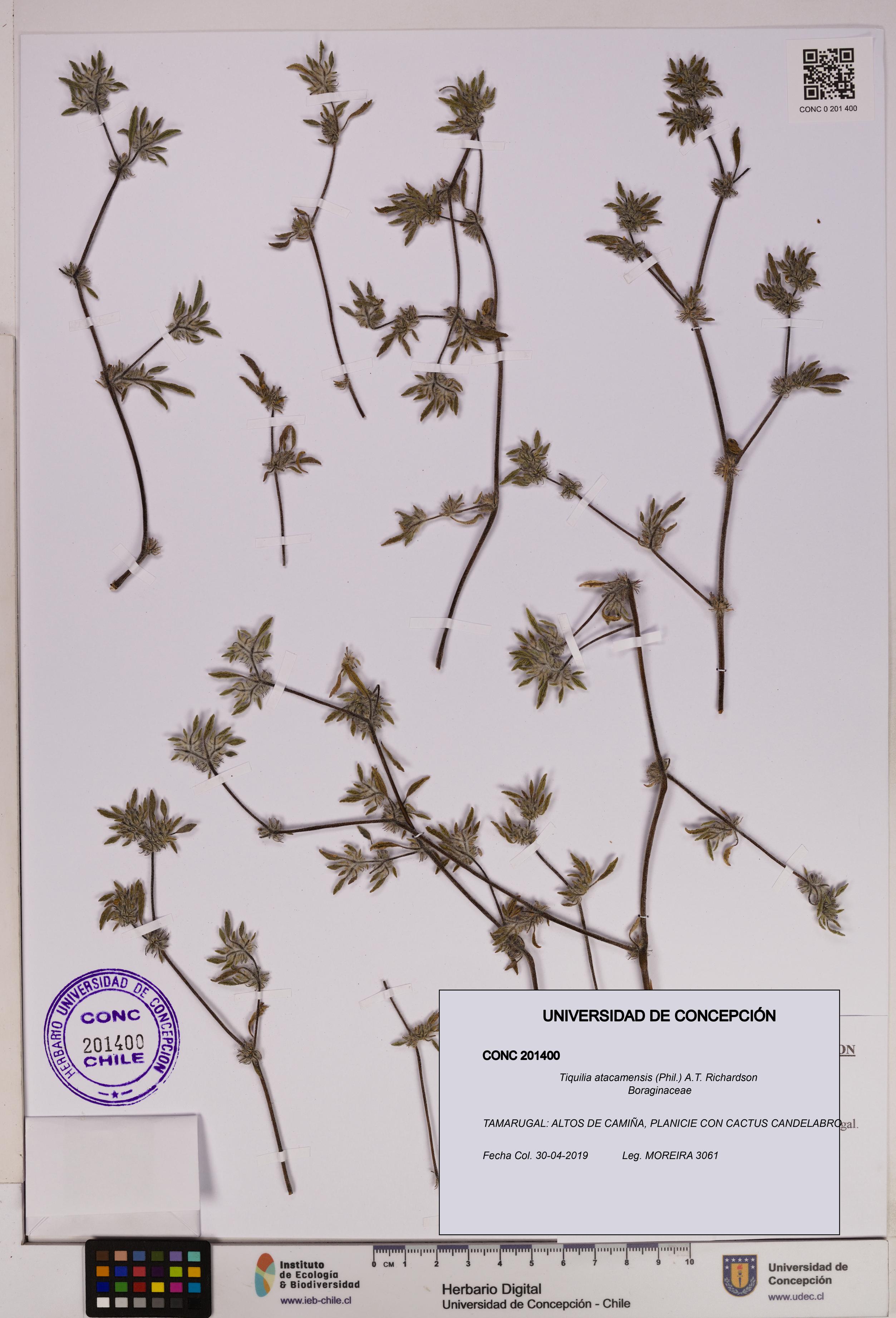 Tiquilia atacamensis [Espécimen: UDEC:CONC:0201400]